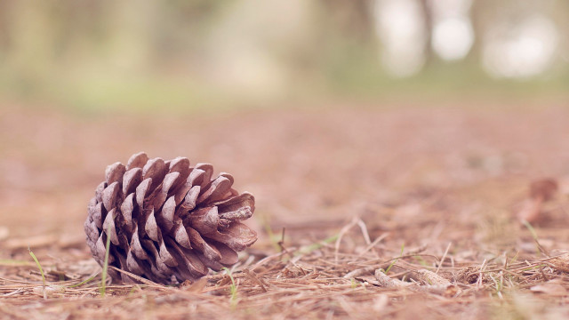 Pinecone grass dirt trees ecological free wallpaper - medium preview image