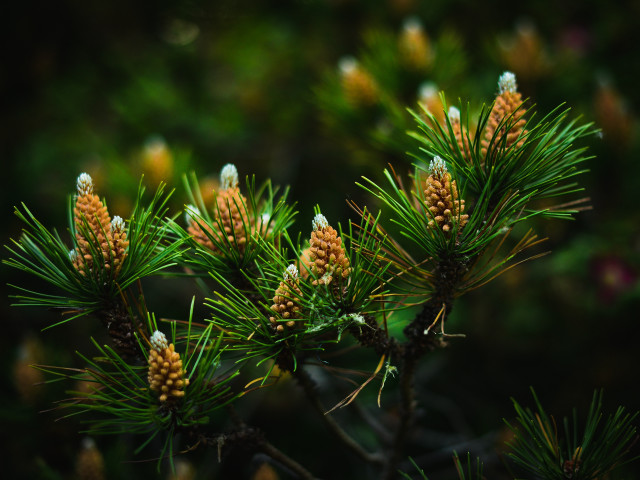 Pine cones closeup shallow depth free wallpaper - medium preview image