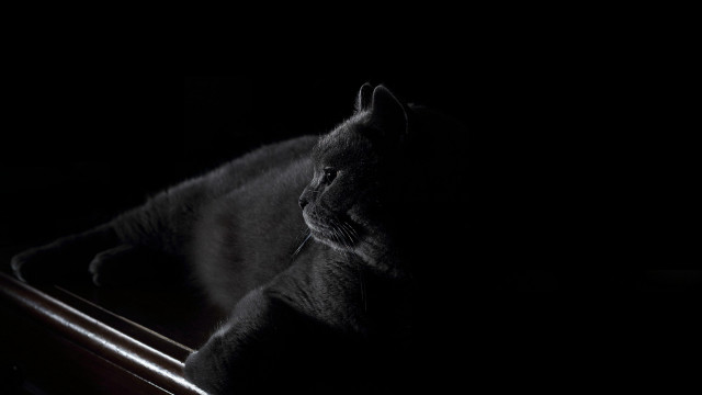 Cat table dark chiaroscuro gothic free wallpaper - medium preview image