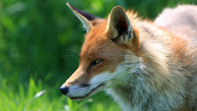 Fox field grass blurry background free wallpaper for desktop - medium preview image