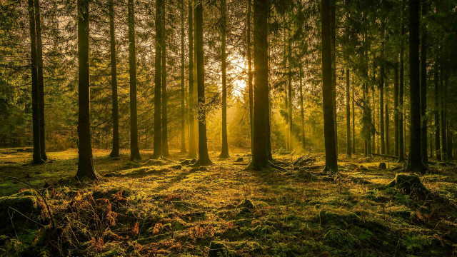 Forest sunbeams trail nature grass free wallpaper - medium preview image
