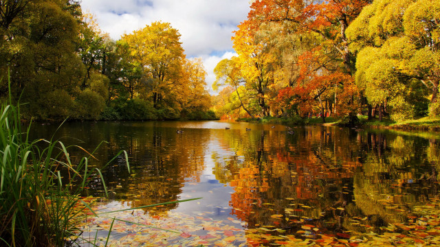 Autumn lake trees leaves sky free wallpaper - medium preview image