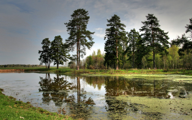Pond water lilies trees cloudy free wallpaper for desktop - medium preview image
