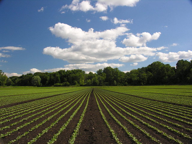 Crops trees blue sky clouds free wallpaper - medium preview image