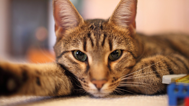 Cat toy car blurry background free wallpaper - medium preview image