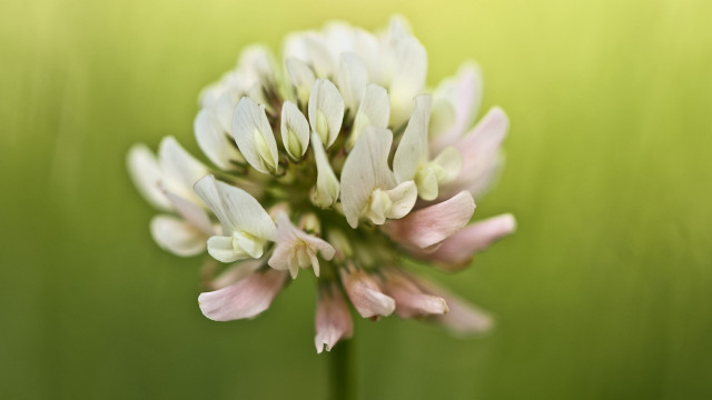 Lily lotus white flower shallow free wallpaper - medium preview image