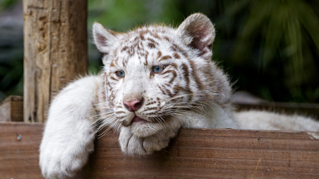 White tiger wooden platform blue free wallpaper - medium preview image