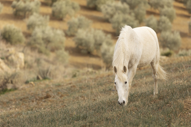 White horse grazing hilly field free wallpaper - medium preview image