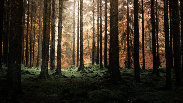 Forest light rays nature skyscraper free wallpaper - medium preview image