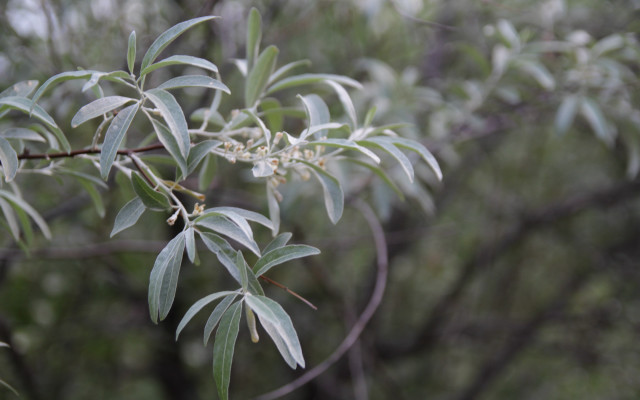 Tree leaves buds bokeh macro free wallpaper - medium preview image