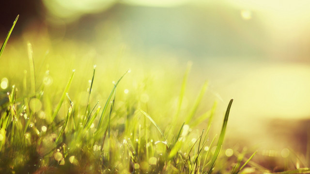 Grass dew closeup nature macro free wallpaper - medium preview image