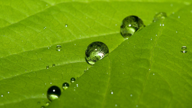 Green leaf water droplets macro #53 free wallpaper - medium preview image