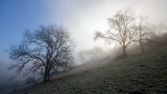 Foggy winter field bare trees free wallpaper - medium preview image