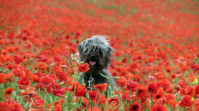 Dog redflowers greenfield tongue out free wallpaper - medium preview image