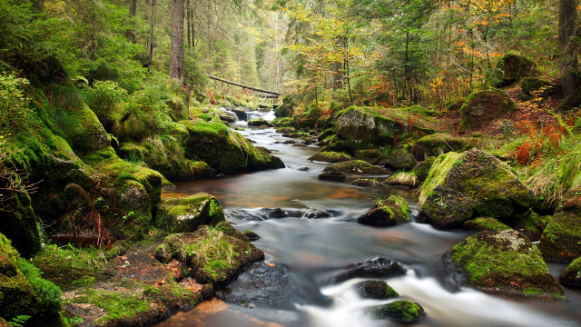 Stream lush forest fallenlog alexanderbrook free wallpaper - medium preview image