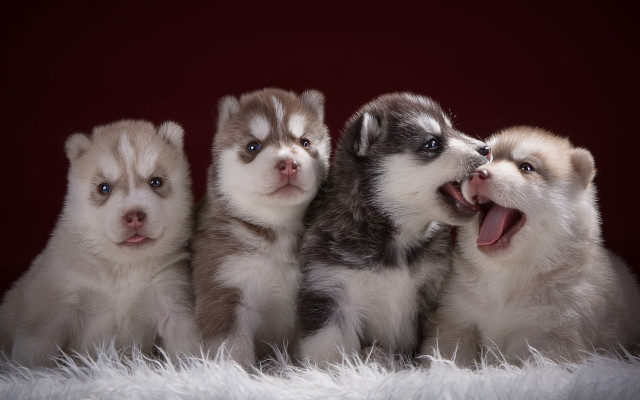 Husky puppies renaissance jigsaw animal free wallpaper - medium preview image