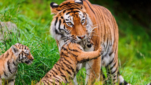 Tiger cub walking grass nature free wallpaper - medium preview image
