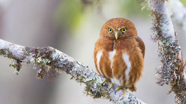 Small brown owl on mossy free wallpaper - medium preview image