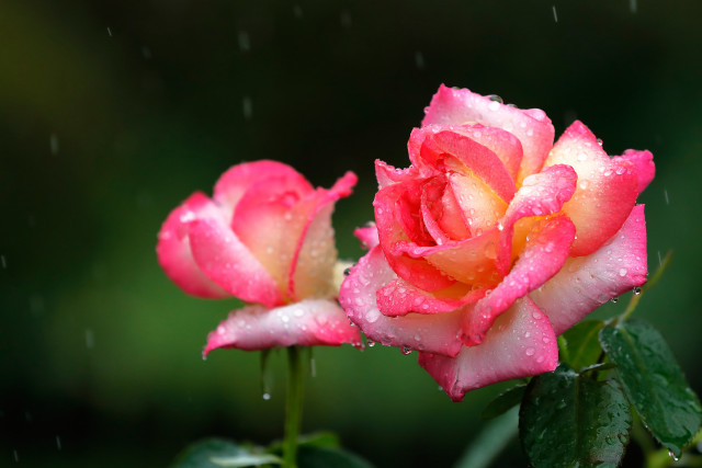 Pink roses water droplets macro #2 free wallpaper - medium preview image