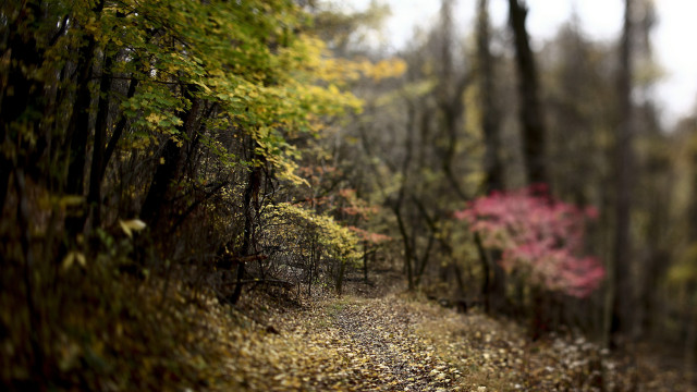 Woodland path shallow depth forest free wallpaper - medium preview image