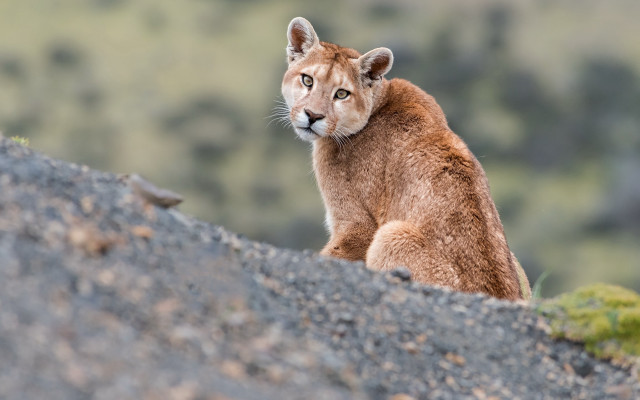 Mountain lion rock distant forest free wallpaper - medium preview image