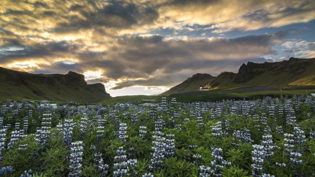Flowers mountains sunset clouds field free wallpaper - medium preview image