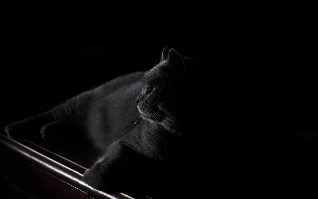 Cat box dark chiaroscuro vanitas free wallpaper - medium preview image