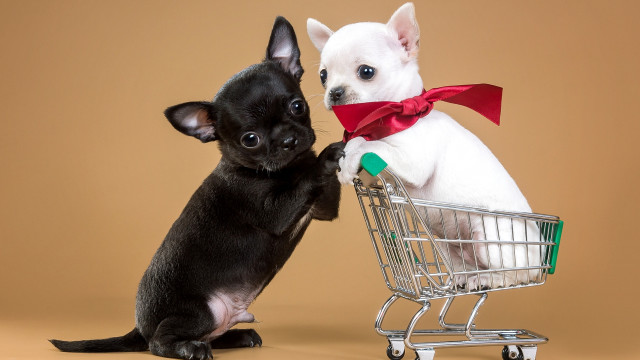 Small dog shopping cart touching free wallpaper - medium preview image