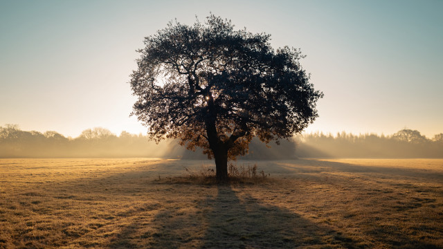 Tree sunshine fog field grass free wallpaper - medium preview image
