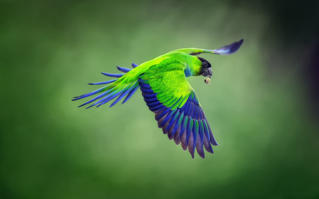 Green blue bird flying spread free wallpaper - medium preview image