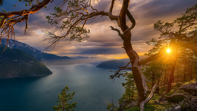 Sunset lake mountains tree branch free wallpaper - medium preview image