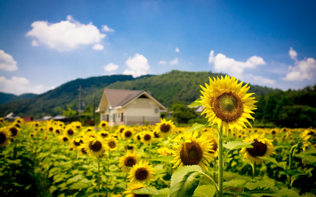 Sunflower field house clouds sky free wallpaper - medium preview image