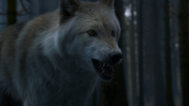 Wolf open mouthed woods night free wallpaper - medium preview image