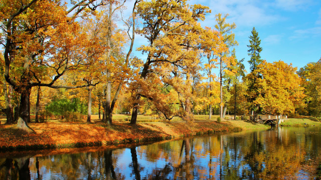 River trees yellow leaves bridge free wallpaper - medium preview image