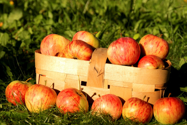 Wooden basket red apples green free wallpaper - medium preview image