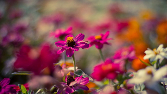 Flower bee macro pink lily free wallpaper - medium preview image