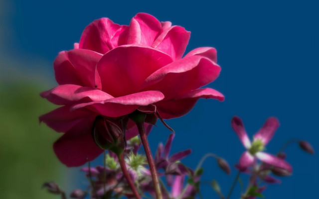 Pink flower blue sky macro #2 free wallpaper - medium preview image