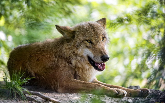 Wolf shade tree laying open free wallpaper - medium preview image