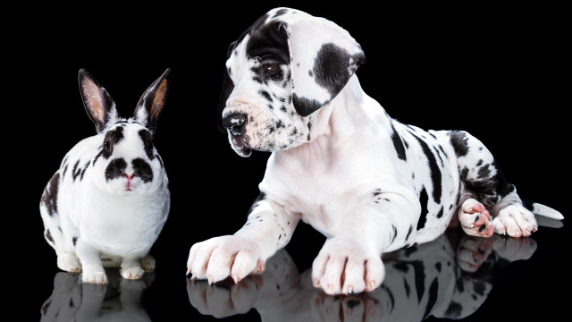 Dog rabbit reflection surrealism blood free wallpaper - medium preview image