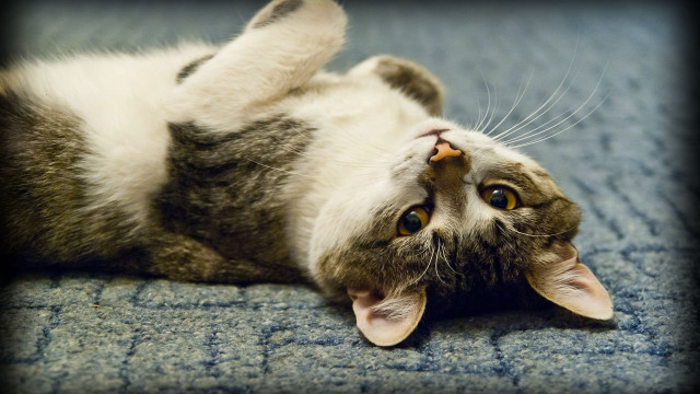 Cat back carpet paws floor free wallpaper - medium preview image