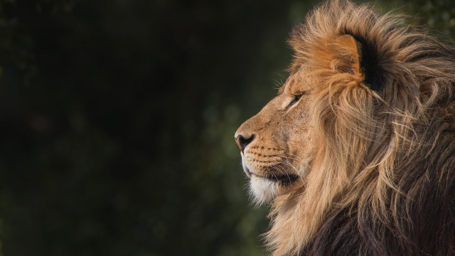 Lion mane serious black background free wallpaper - medium preview image