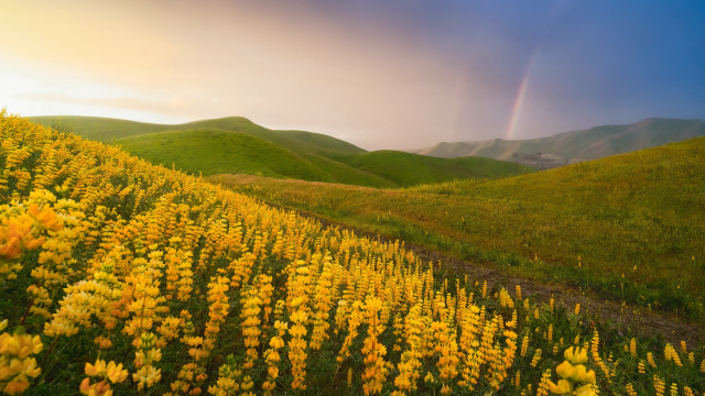 Yellow flower field rainbow sunset free wallpaper - medium preview image