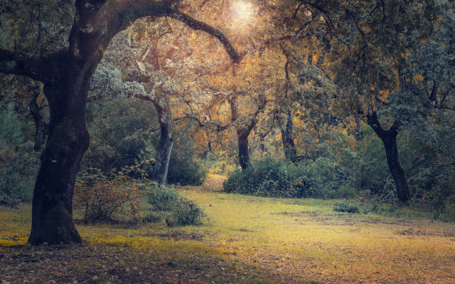 Forest path sunshine autumn starry free wallpaper - medium preview image