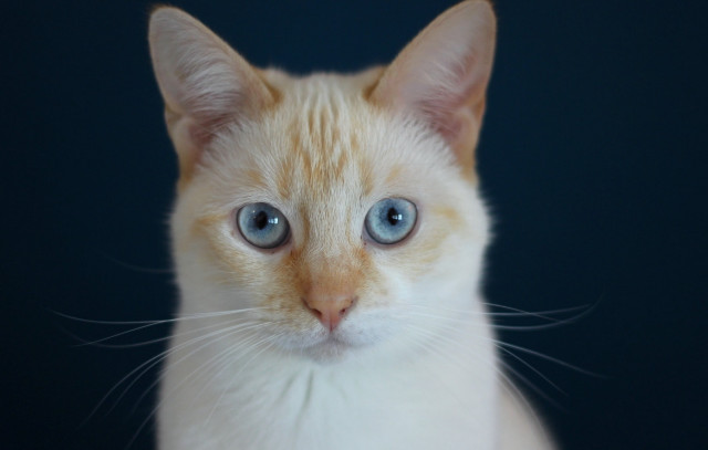 White cat blue eyes serious #8 free wallpaper - medium preview image
