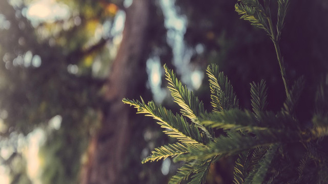 Bamboo tree fireworks night outdoor free wallpaper - medium preview image