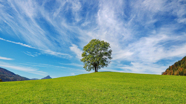 Lone tree grassy hill mountains #2 free wallpaper - medium preview image