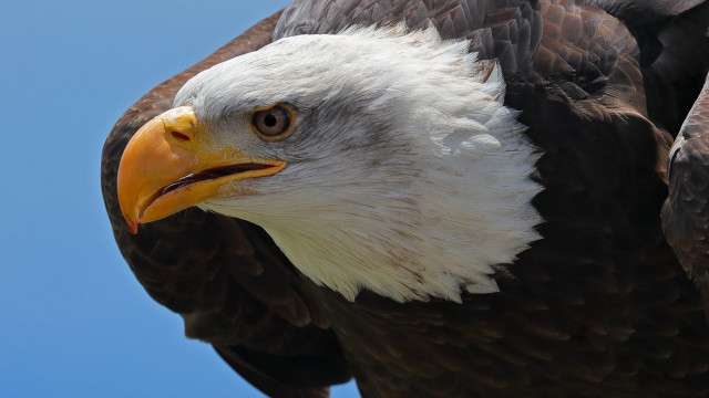 Bald eagle yellow beak white #4 free wallpaper - medium preview image