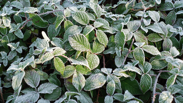 Frosted bush green leaves lotus free wallpaper - medium preview image