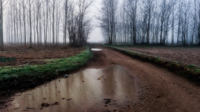 Muddy road puddles trees foggy free wallpaper - medium preview image