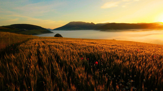 Grass tree foggy sky mountains free wallpaper - medium preview image
